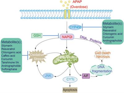 Acetaminophen-induced liver injury: Molecular mechanism and treatments from natural products